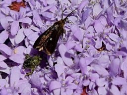Pseudoselago flowers walked upon